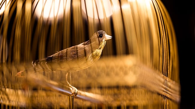 Jaquet Droz, Singing Bird Clock, Automates Et Merveiles, Singing Bird Clock, Ambiance