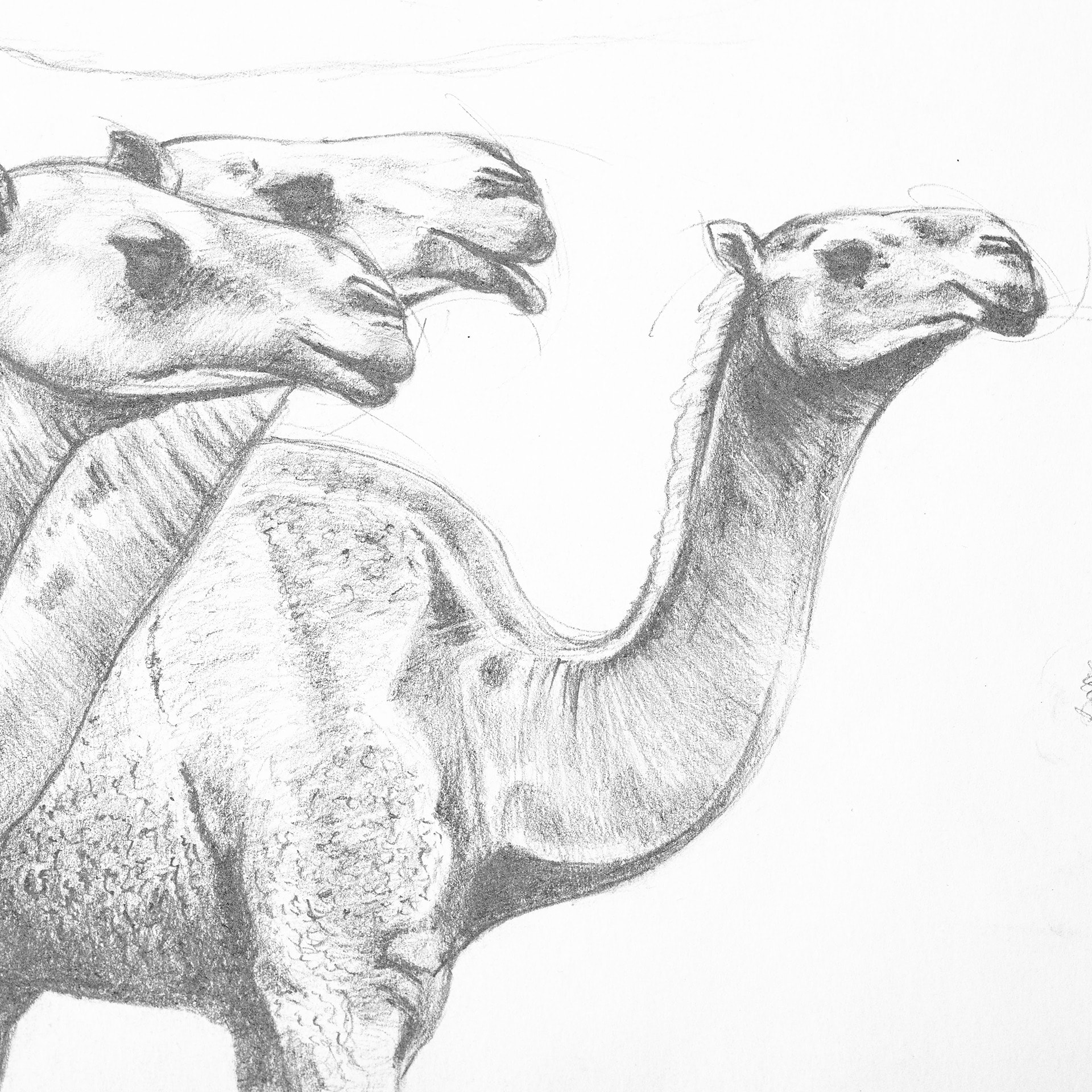 Petite Heure Minute Platinum - Camels