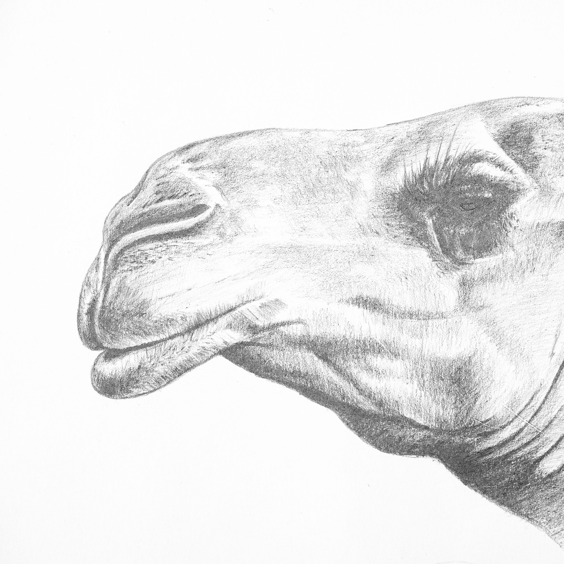 Petite Heure Minute Platinum - Camels