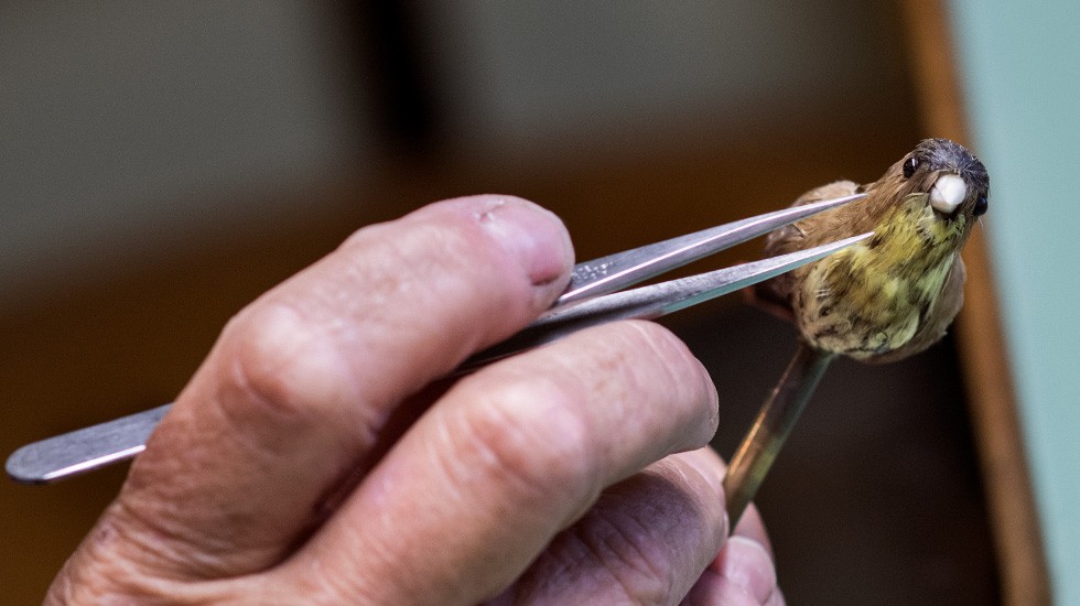 INSIGHTS FROM THE EXPERTS WORKING ON THE RESTORATION OF THE SINGING BIRD PENDULUM CLOCK BY PIERRE JAQUET-DROZ