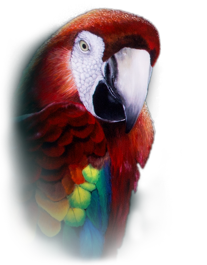 Orologio Da Tasca Parrot Repeater