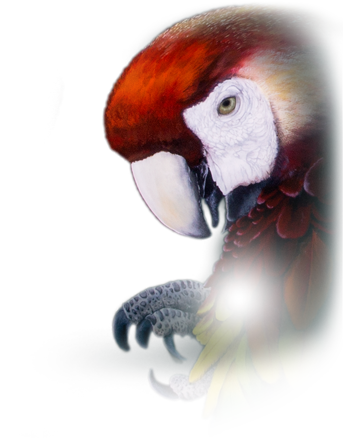 Montre De Poche « Parrot Repeater »