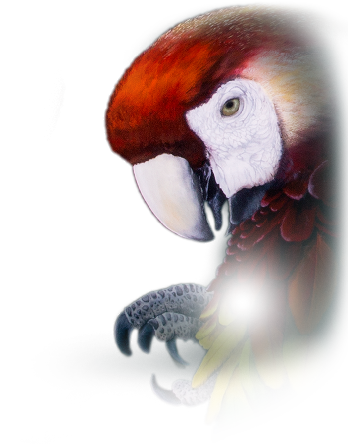 Orologio Da Tasca Parrot Repeater